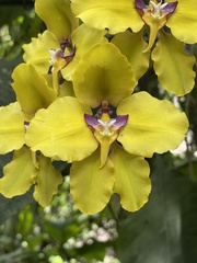 Cyrtochilum macranthum