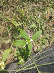 Mitracarpus breviflorus