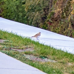 Eremophila alpestris