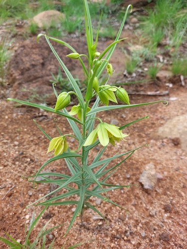 Image of Gloriosa rigidifolia by (c) Manuel R Popp, some rights reserved (CC BY)