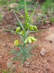 Gloriosa rigidifolia
