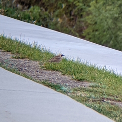 Eremophila alpestris