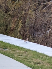 Eremophila alpestris