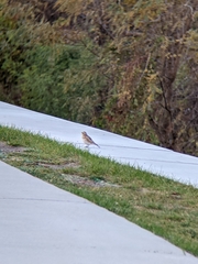 Eremophila alpestris