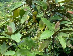 Dillenia ferruginea