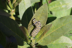 Danaus plexippus