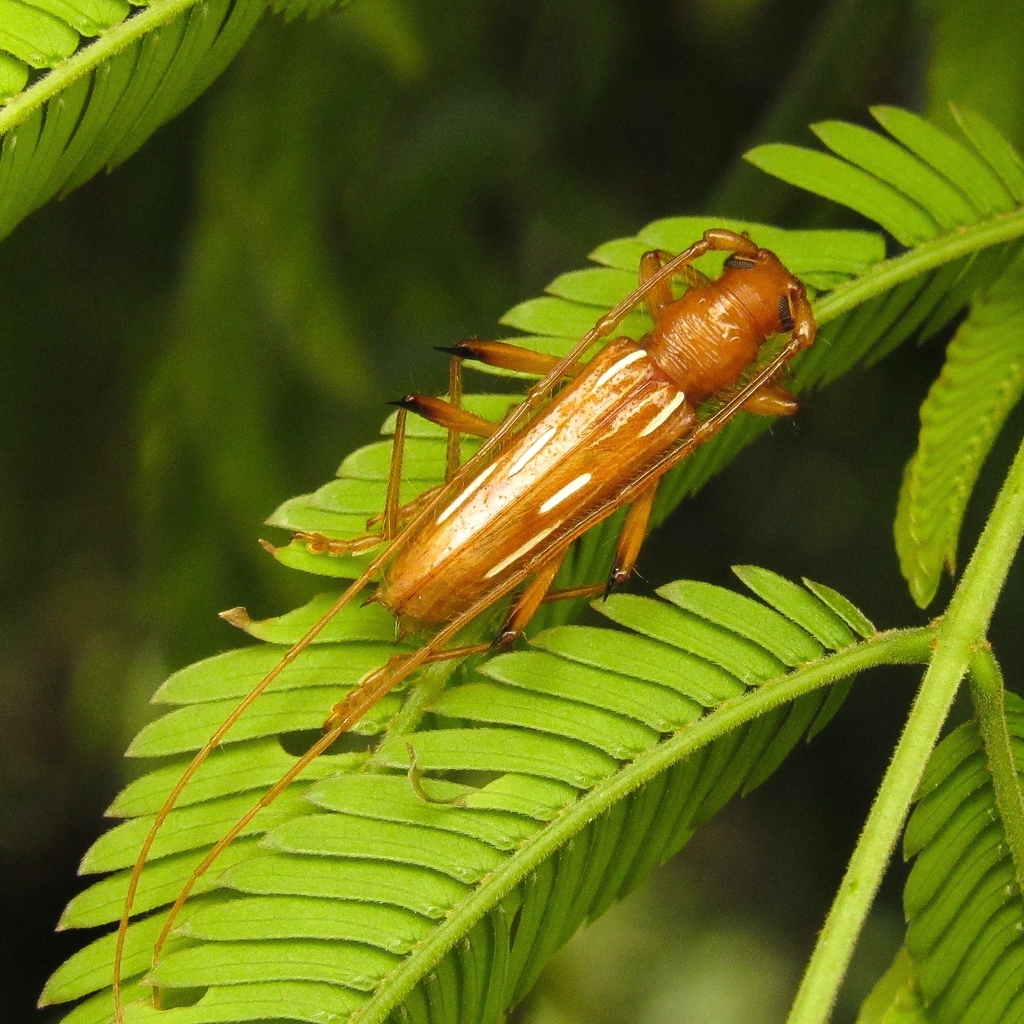 Eburodacrys luederwaldti