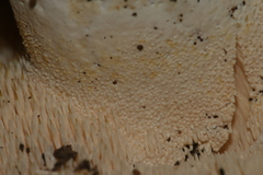 Hydnum repandum