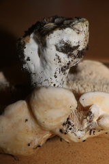 Hydnum repandum