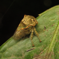 Membracidae