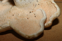 Hydnum repandum