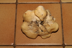 Hydnum repandum