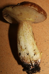 Suillus