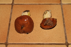 Suillus