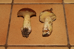 Suillus