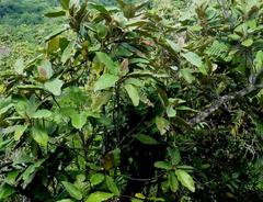 Dillenia ferruginea