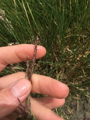 Puccinellia maritima