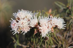 Hakea gilbertii