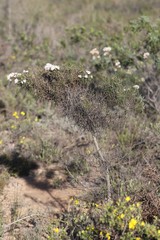 Hakea gilbertii