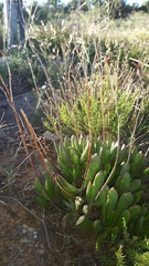 Cotyledon papillaris