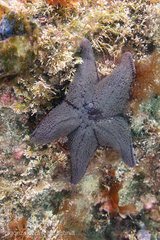 Diplodontias singularis