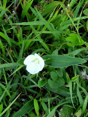 Commelina platyphylla