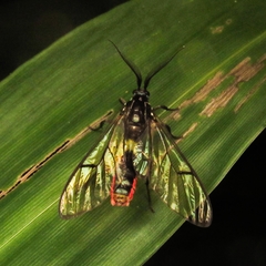 Argyroeides ophion