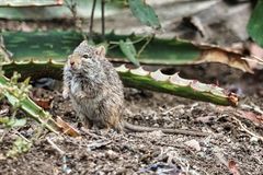 Arvicanthis niloticus