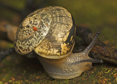 Nitor pudibundus