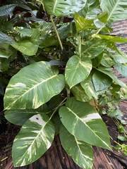 Epipremnum