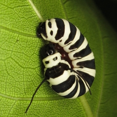 Lepidoptera
