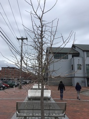 Ginkgo biloba
