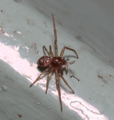 Lysiteles