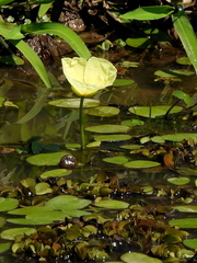 Hydrocleys nymphoides