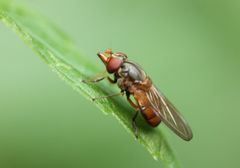 Rhingia campestris