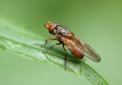 Rhingia campestris