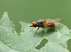 Rhingia campestris