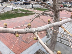 Ginkgo biloba