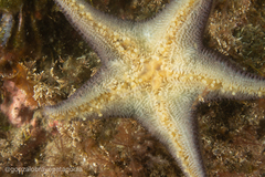 Diplodontias singularis