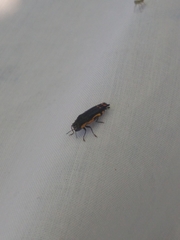 Agrilus chrysostictus