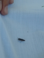 Agrilus chrysostictus