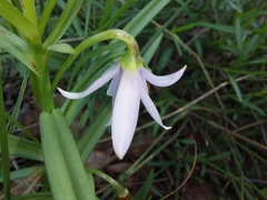 Walleria nutans