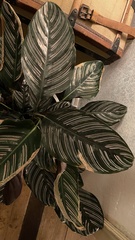 Goeppertia sanderiana