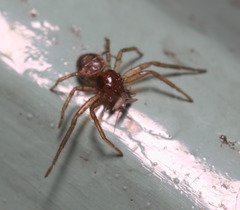 Lysiteles