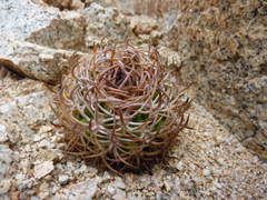 Eriosyce rodentiophila