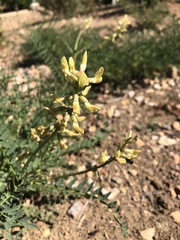 Astragalus deanei