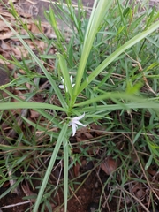 Walleria nutans