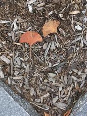 Ginkgo biloba