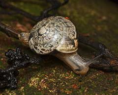Nitor pudibundus