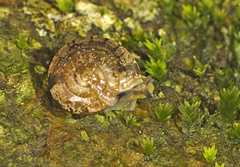 Nitor pudibundus